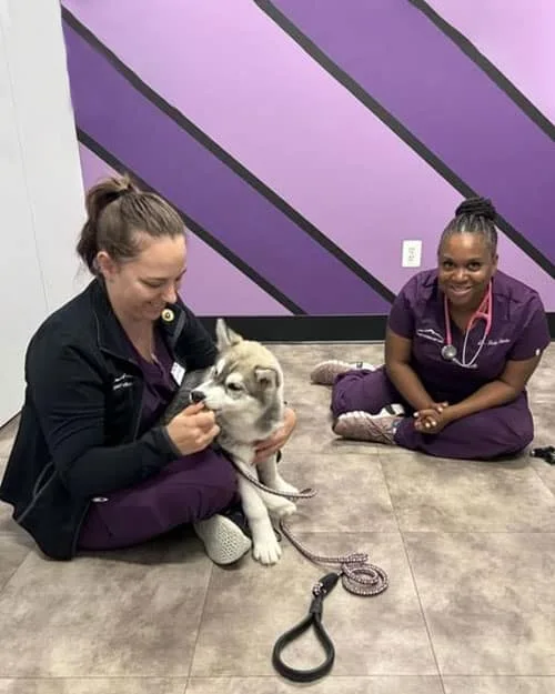 How Animal Hospitals Support Senior Pet Health