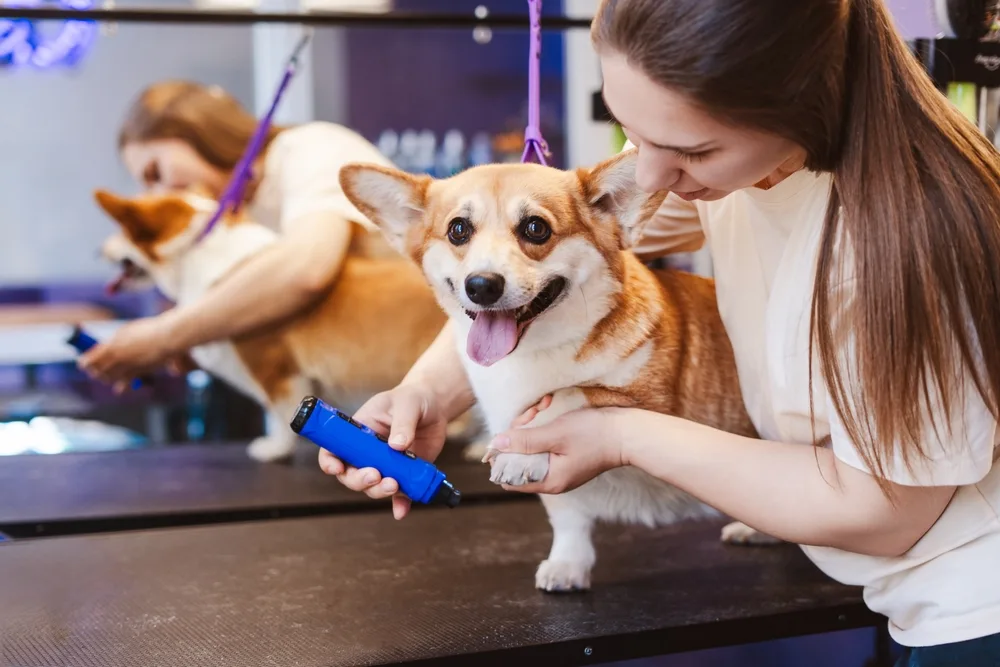How to Start a Pet Grooming Business in Dubai: License, Cost & Requirements
