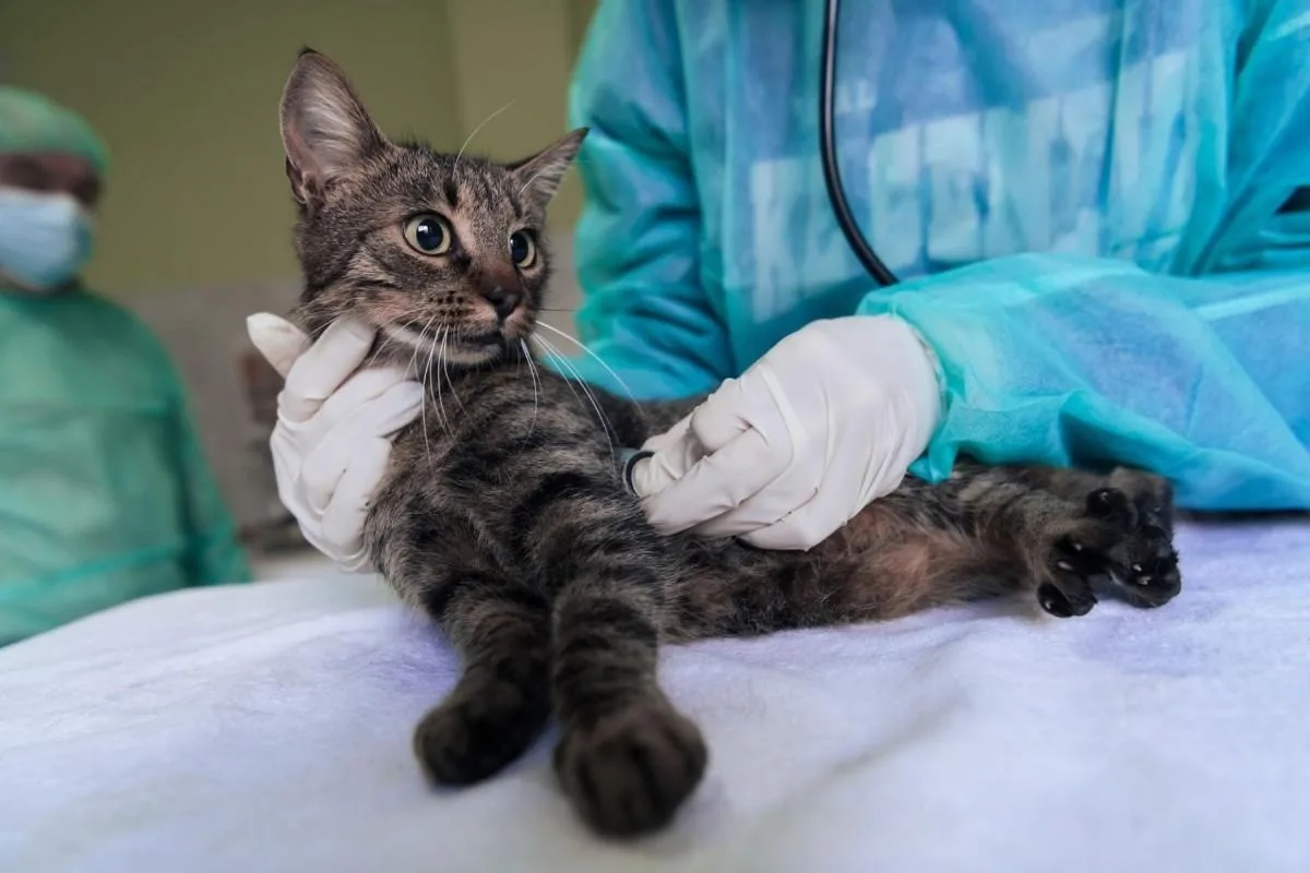 The Puppy and Kitten Vaccine Schedule: A Guide for Oxford Pet Owners