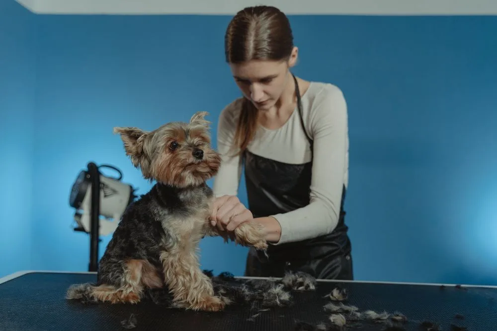 How to Evaluate a Dog Grooming Franchise Before You Invest