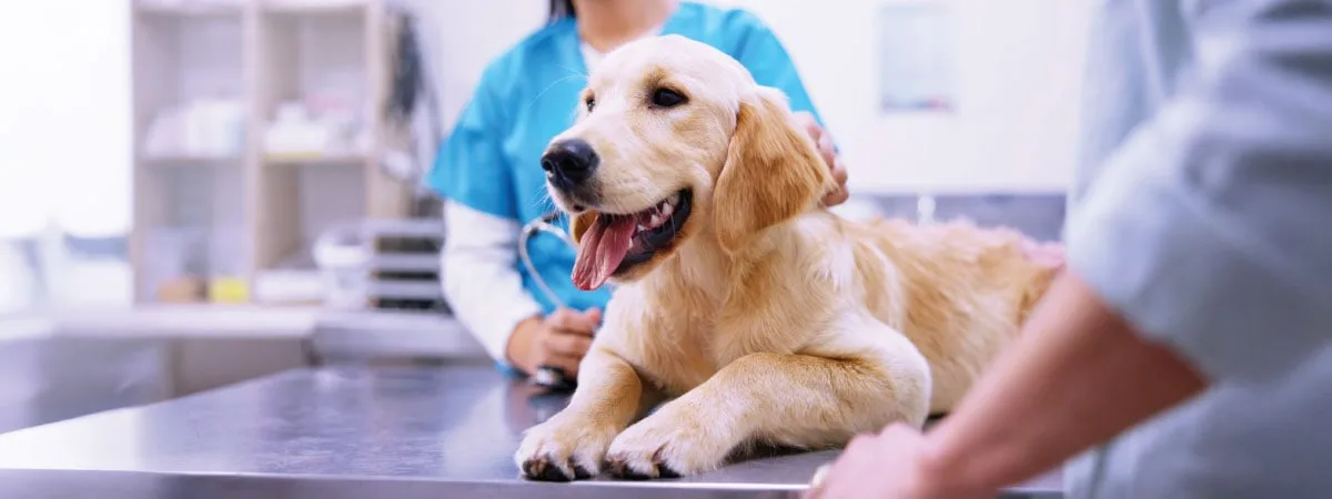How Australian Manufacturers Are Setting Global Vet Standards