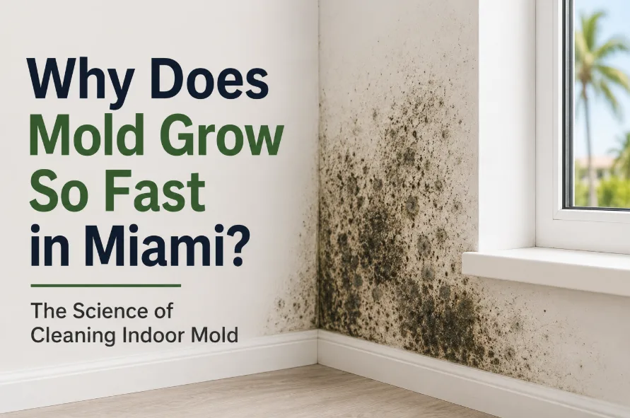Why Does Mold Grow So Fast in Miami? The Science of Cleaning Indoor Mold