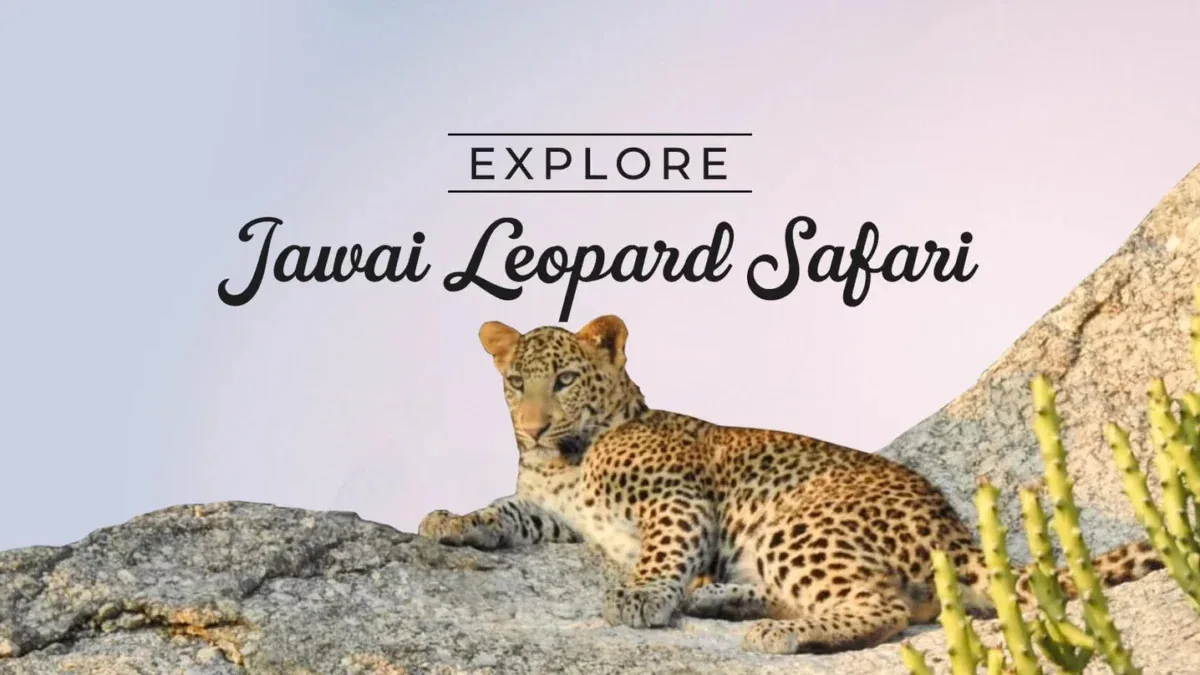 7-Day Rajasthan Itinerary: Tigers, Forts & Royal History