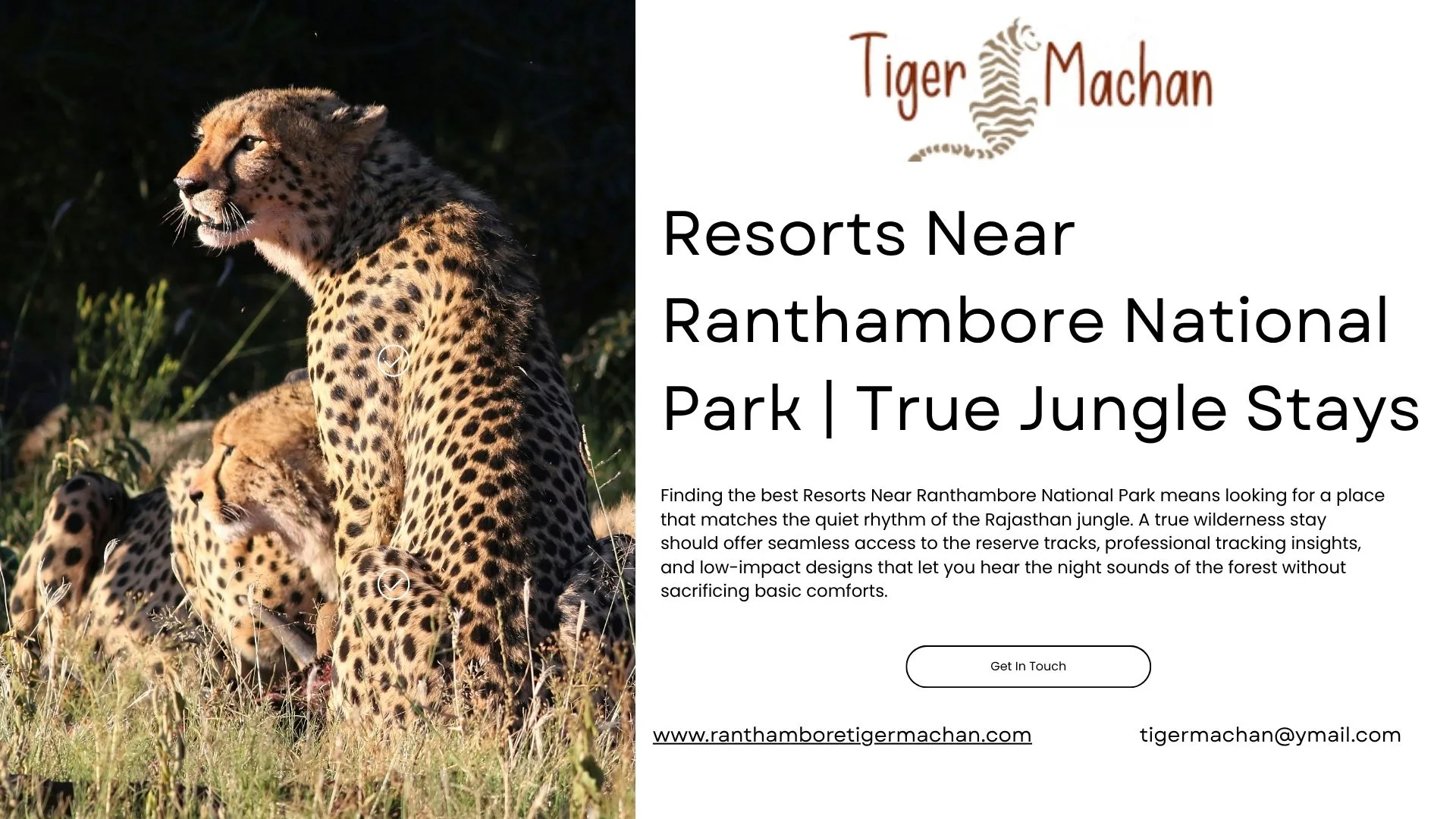 Resorts Near Ranthambore National Park | True Jungle Stays