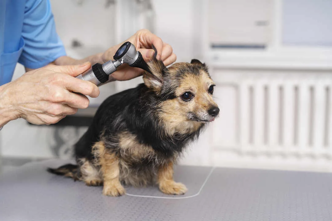 Salonist Helps Pet Groomers Deliver Exceptional Customer Experiences
