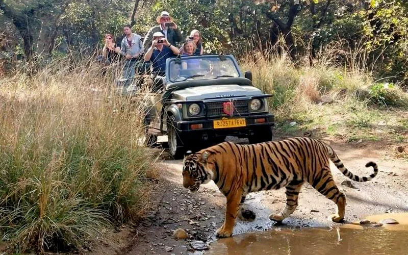 Ranthambore National Park: Safari and Sightseeing Tips