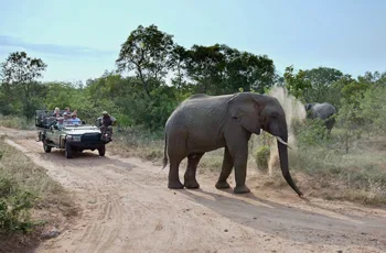 Safaris & Beach Holidays in South Africa The Perfect Way to Experience the Best Safari Trips in Africa