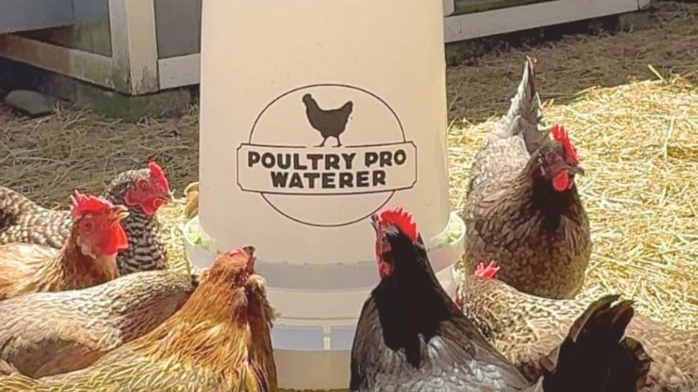 Weatherproof Chicken Feeder: Keeping Your Flock Fed in the Rain