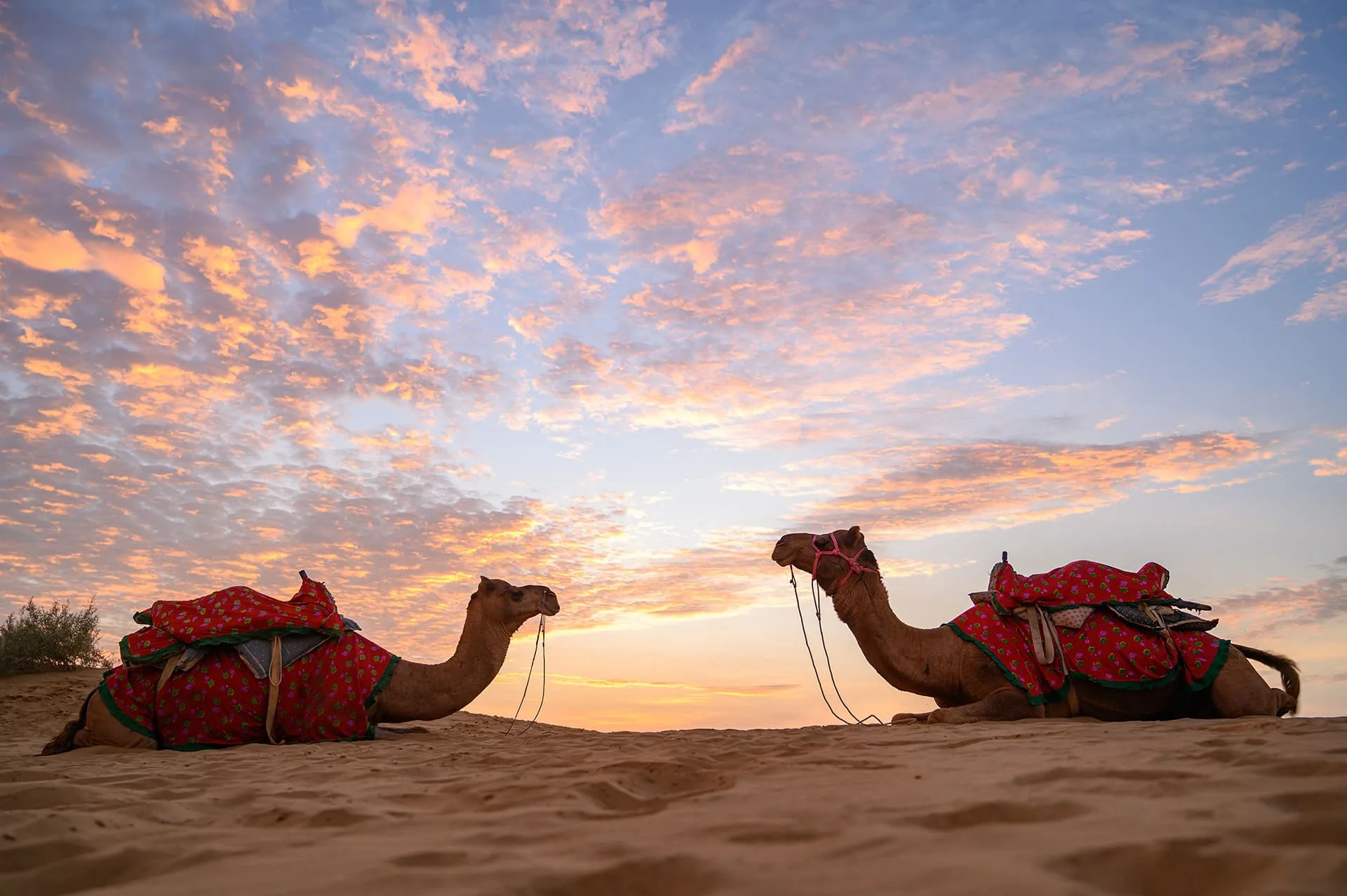 Top Tips for an Overnight Camel Safari in Jaisalmer