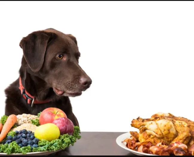 How Dog Health Supplements Support Immune Health, Energy, and Longevity