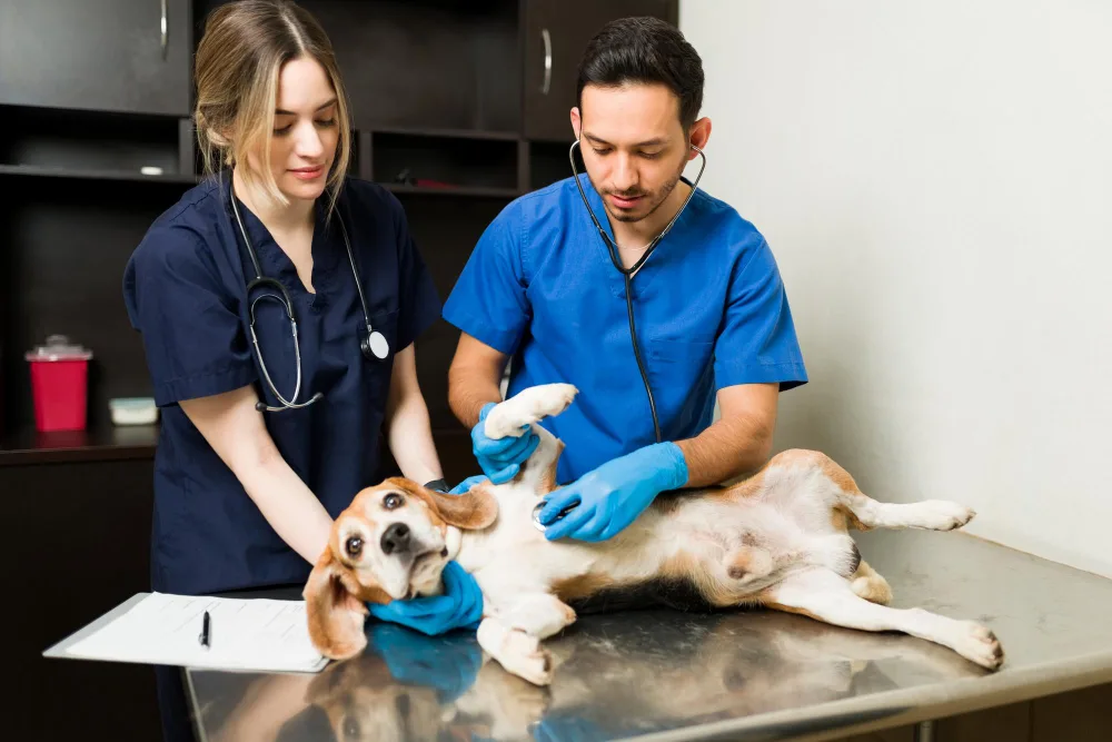 What to Look for Before Choosing a Pets Care Clinic in Qatar?