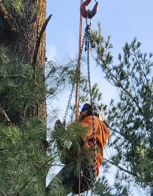 Emergency Tree Removal Offered by Lord's Tree Service LLC