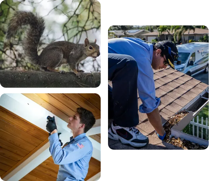 Top 10 Signs You Need Professional Wildlife and Rodent Control Services