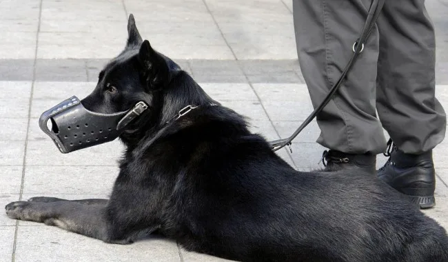How to Choose Protection Dogs for Sale for Home Security