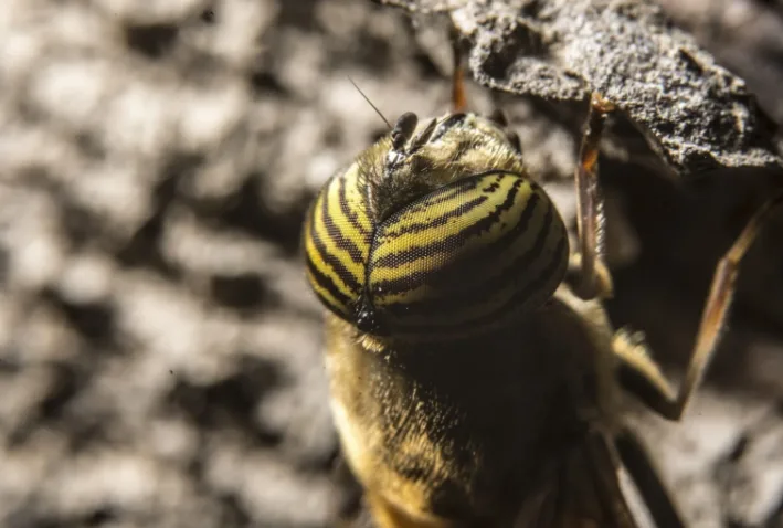 Nid de Guêpes Près de Chez Vous ? Agissez Avant Qu’il Ne Soit Trop Tard