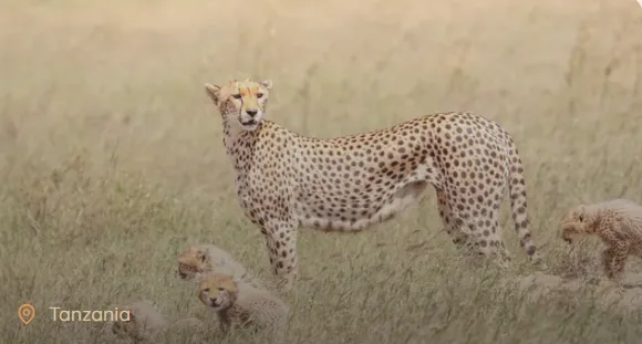 Experience the Ultimate Tanzania Safari 2026 From Australia