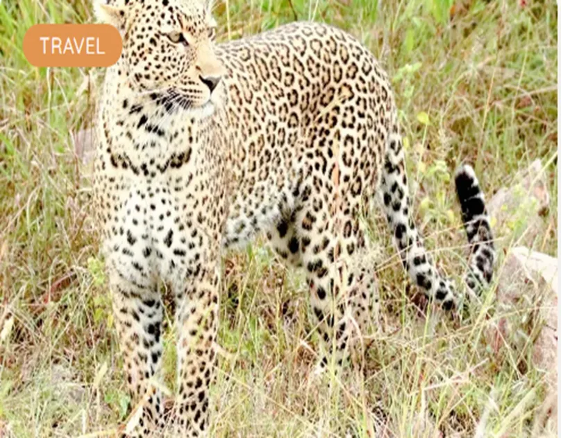 Tanzania Safari 2026 From Australia: A More Personal Way to Experience the Wild
