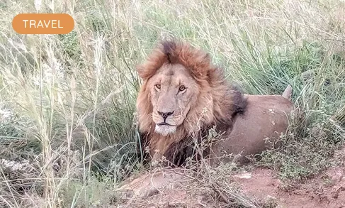 Brady's Wildlife Adventures Announces Premium African Safari Holidays for Australians Seeking the Ultimate African Adventure