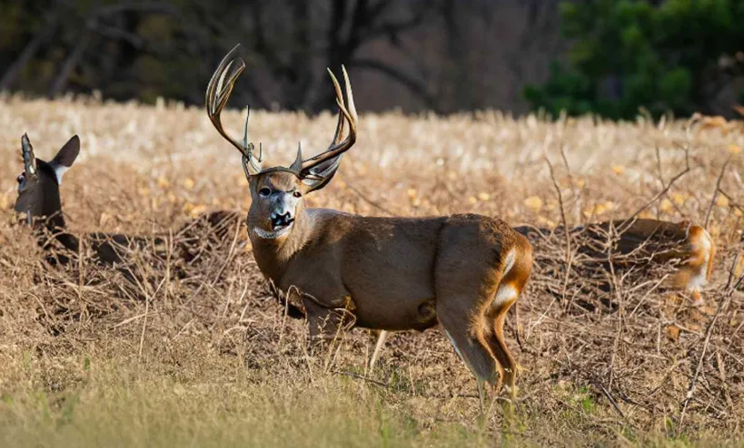 What a Guided Whitetail Hunt in Kansas Looks Like from Start to Finish
