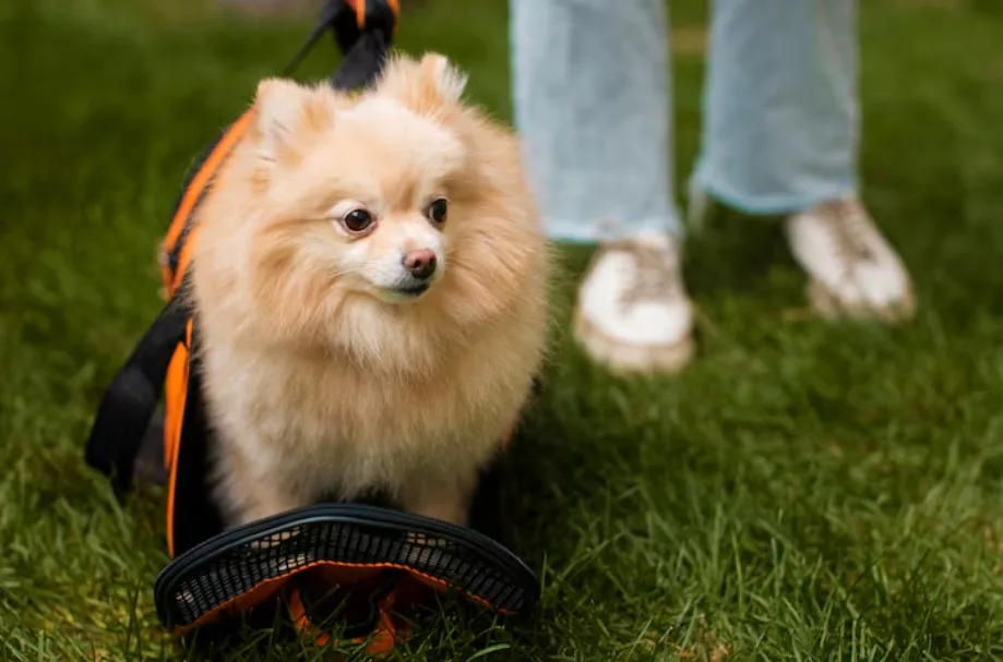 How to Vet Local Pomeranian Breeders in Washington?