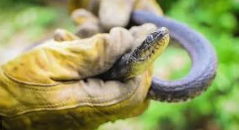 Expert Snake Removal Services for Residential & Commercial Areas