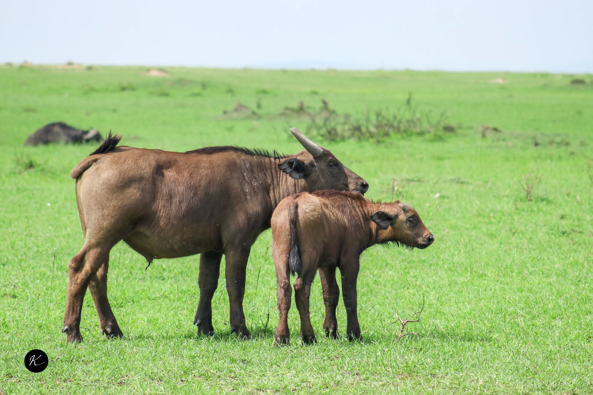 Inside the Ngorongoro Crater: What a Day Descending into Africa's Eden Actually Looks Like