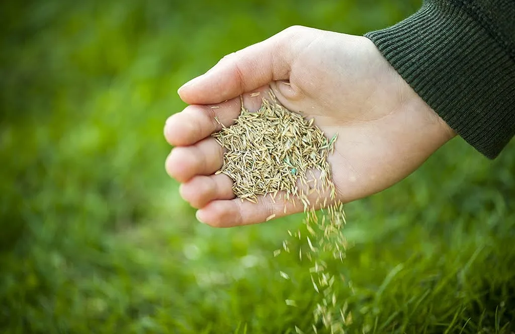 The Importance of Weed Control for Healthy Lawns