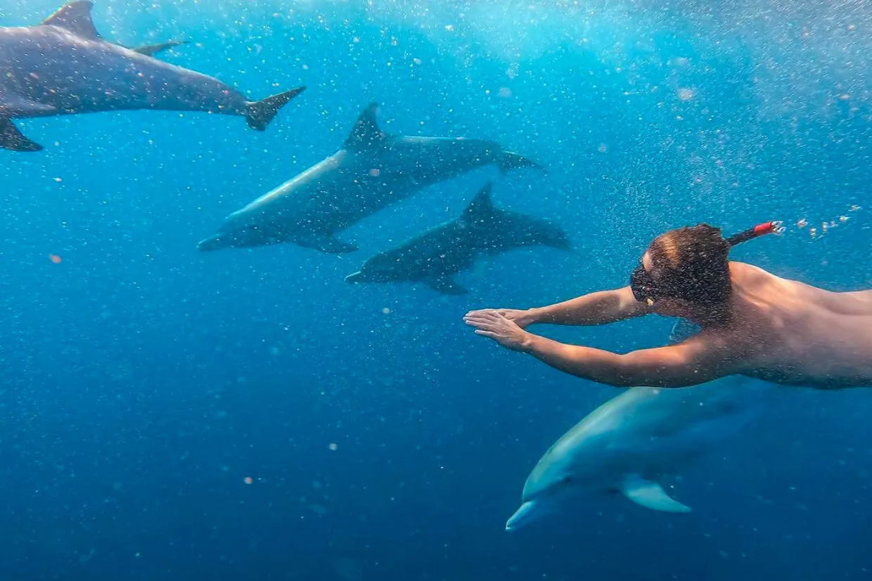 What to Pack for a Dolphin Excursion in Mauritius