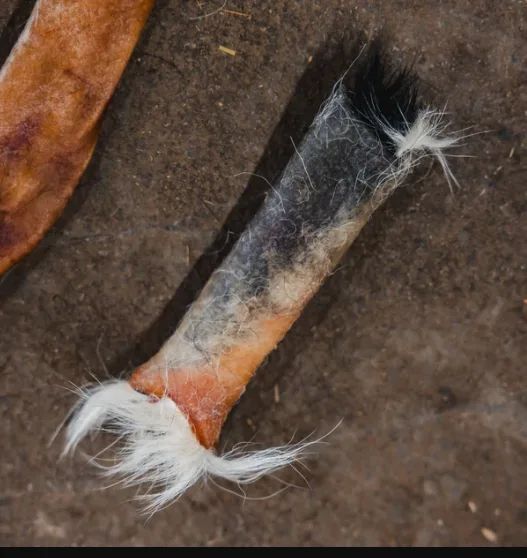 Rawhide for Dogs and Its Impact on Daily Enrichment