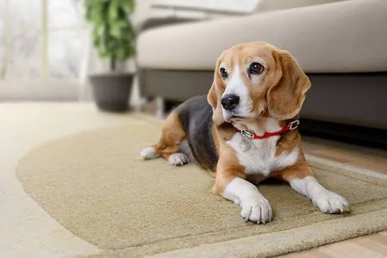 Do People from Riverbank, Escalon, Modesto, and Nearby Cities Visit Oakdale Vet?