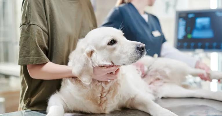 Understanding TPLO Surgery for Cats and Dogs: When Is It Needed and How Does It Help?