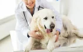 How Often Should My Dog or Cat Visit Your Oakdale Veterinary Clinic for a Wellness Exam?
