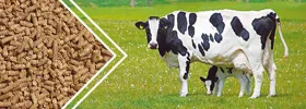 Semi Automatic Cattle Feed Production for Growing Farms