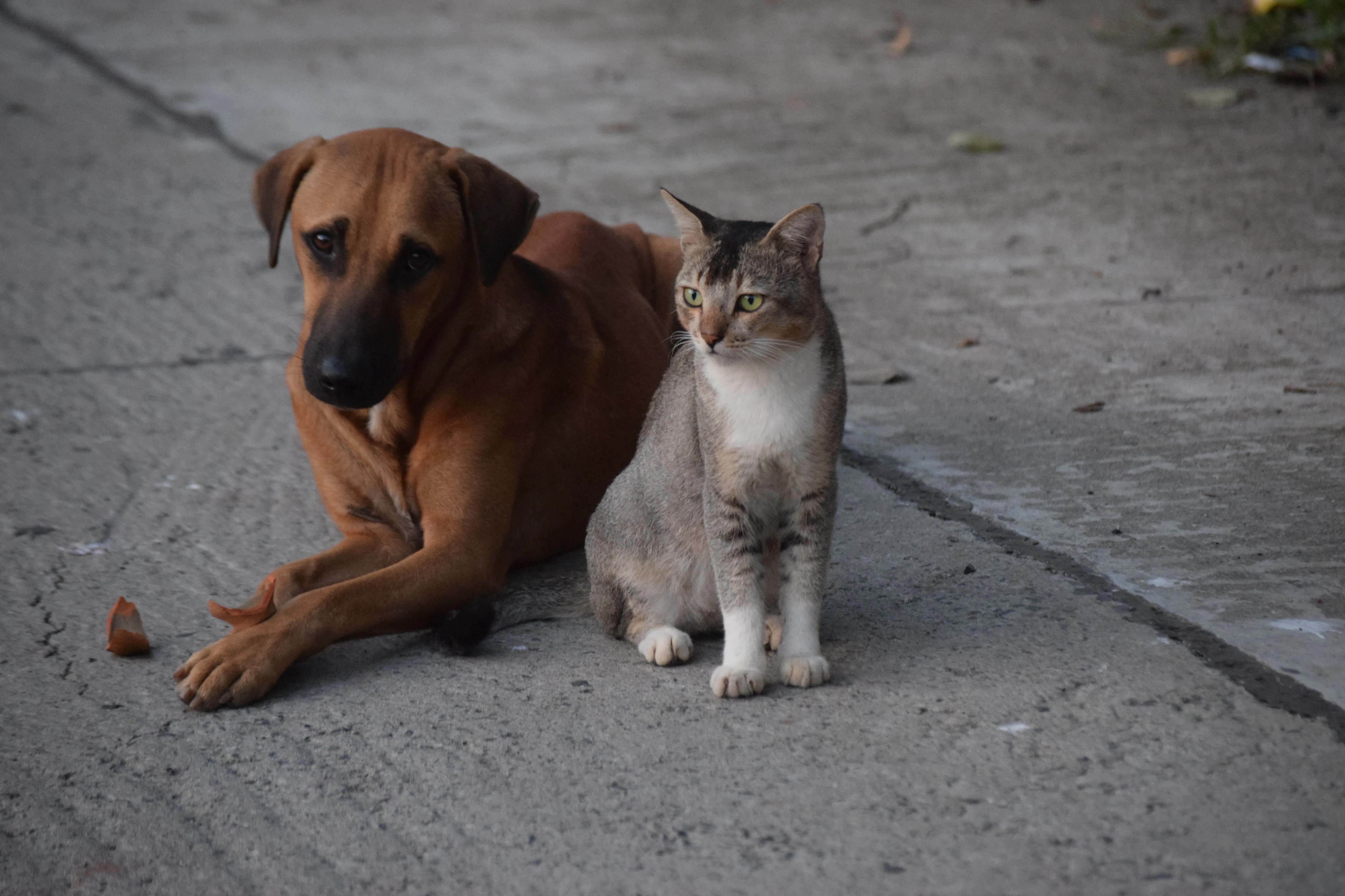 Cats and Dogs Remain the Most Popular Pet Choice: Here's Why...