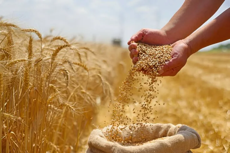 Best Herbicide for Wheat: A Complete Guide to Effective Weed Control