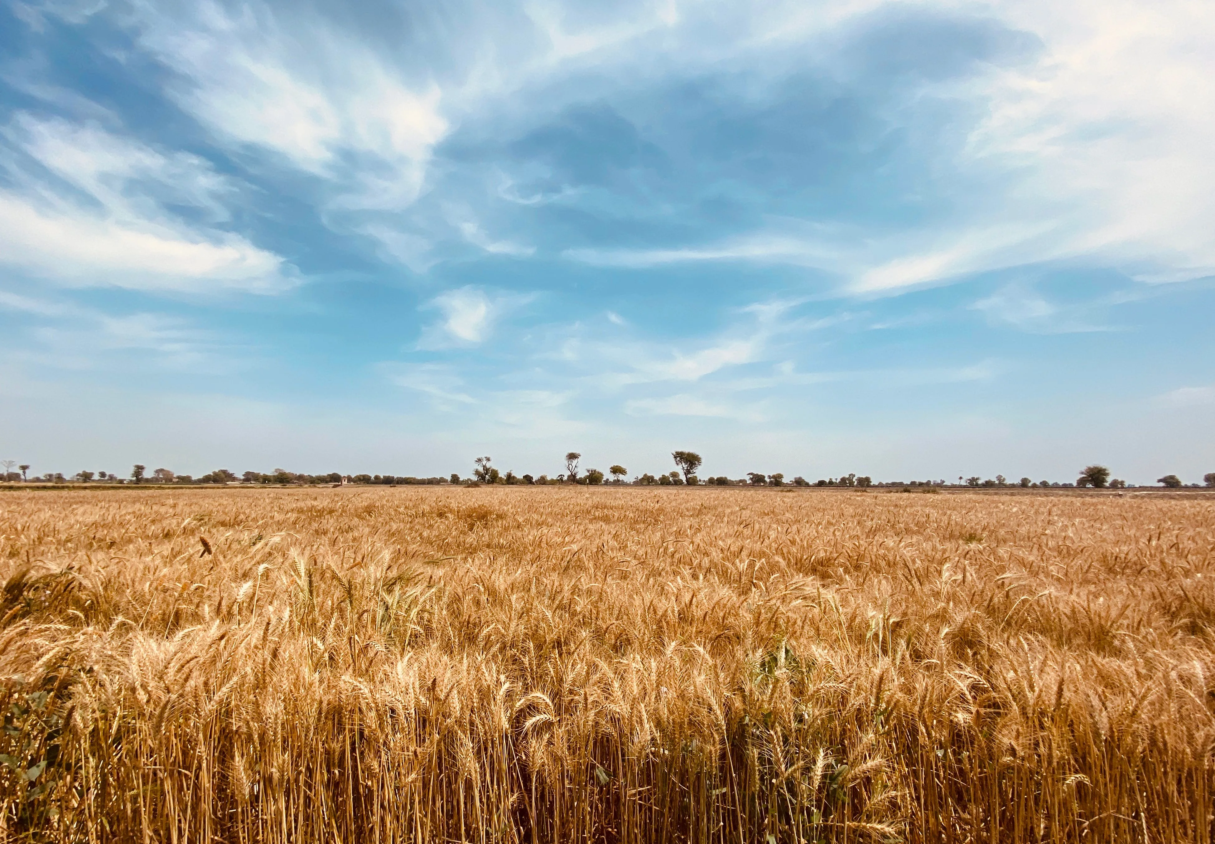 Protecting Your Harvest: A Guide to Effective Herbicide Use for Wheat Crops