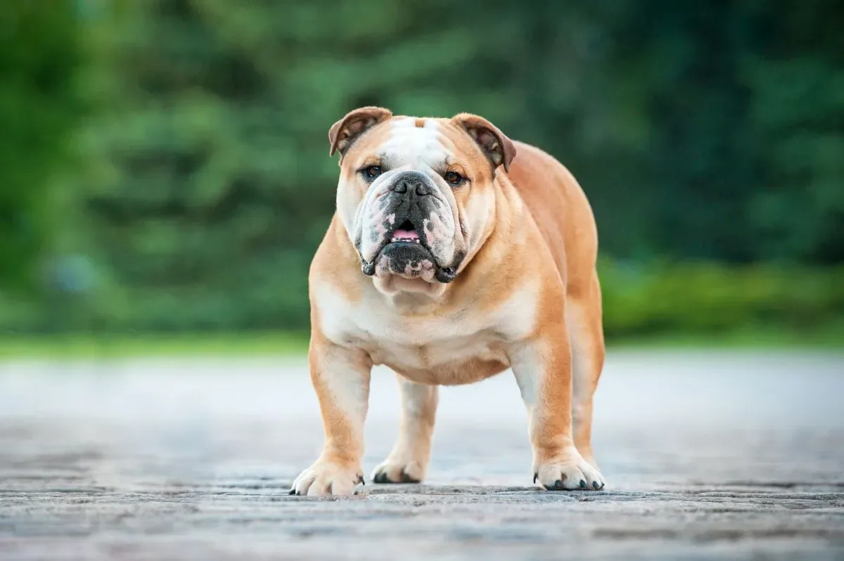 Englische Bulldoggen Welpen – Die richtige Vorbereitung auf das neue Familienmitglied