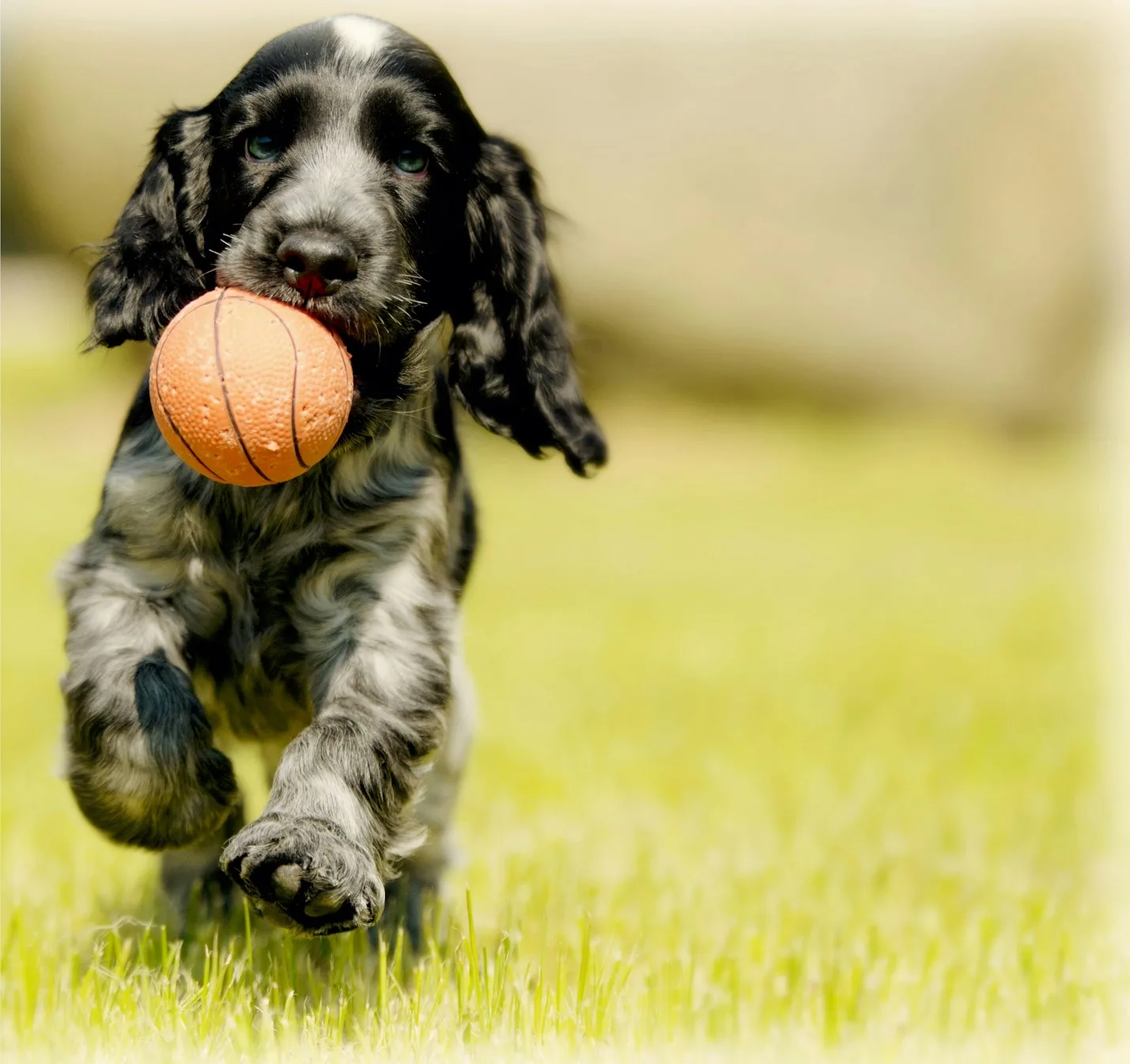 The Hidden Link Between Dog Confidence and Trainability