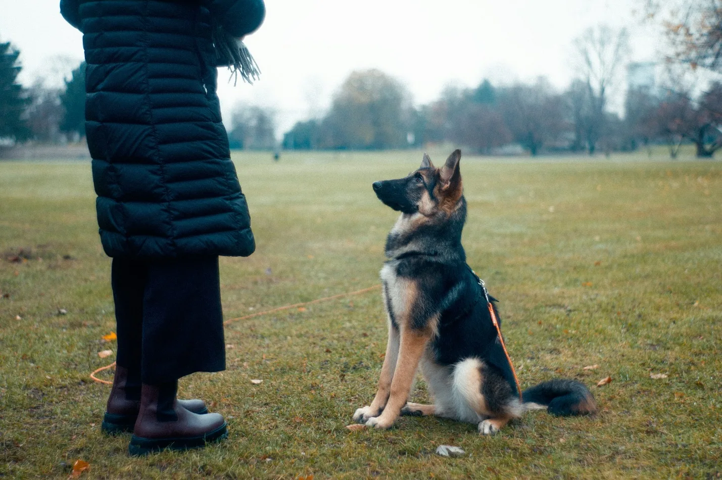 Why Dog Behavior Is Often a Reflection of Owner Consistency