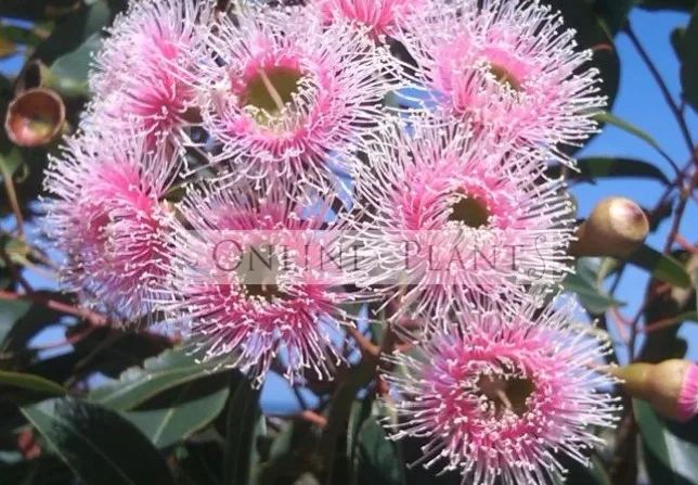 Creating a Sustainable Australian Garden with Native Gum Trees