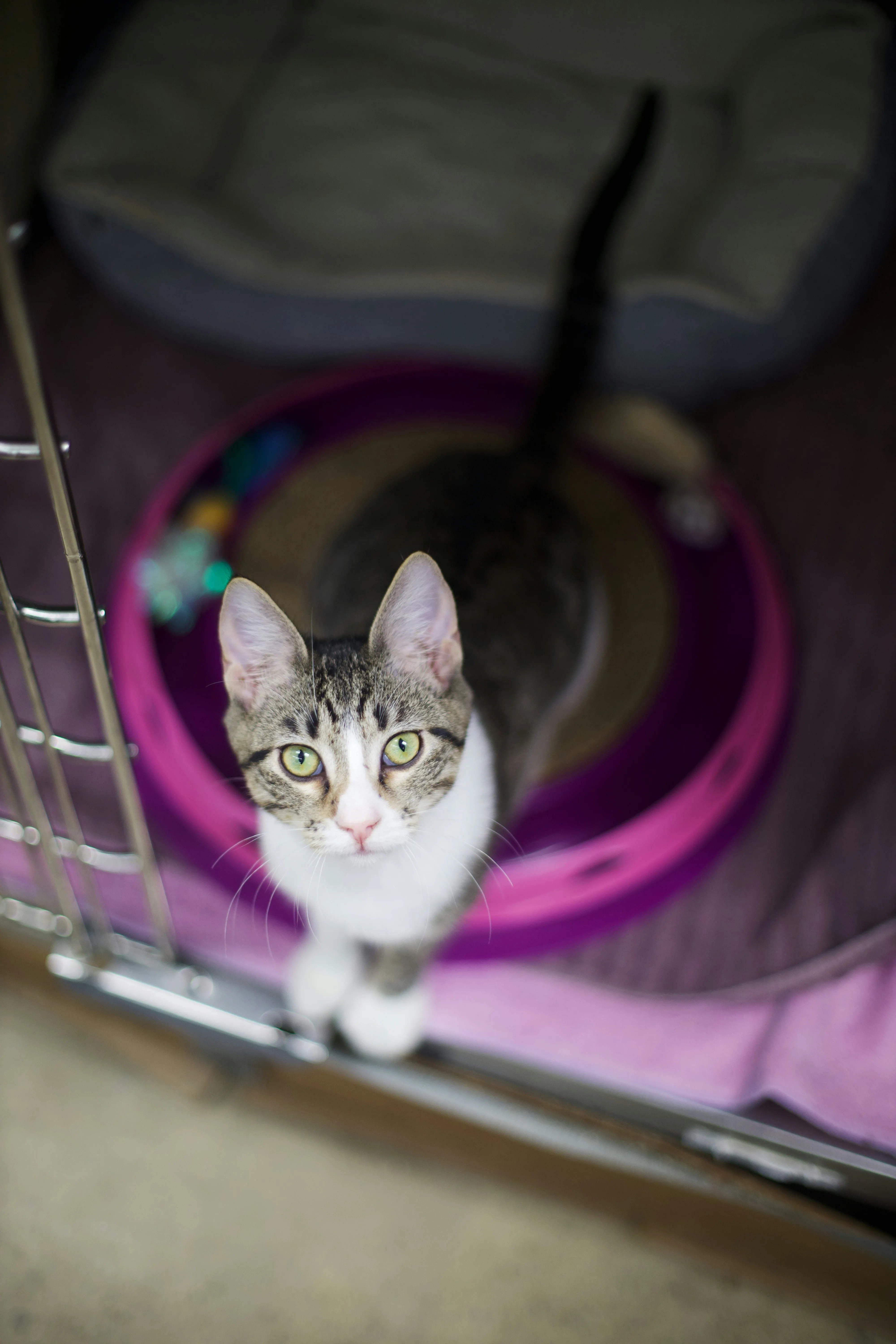 What Makes Luxury Cat Boarding Worth It for Chicago Pet Parents?