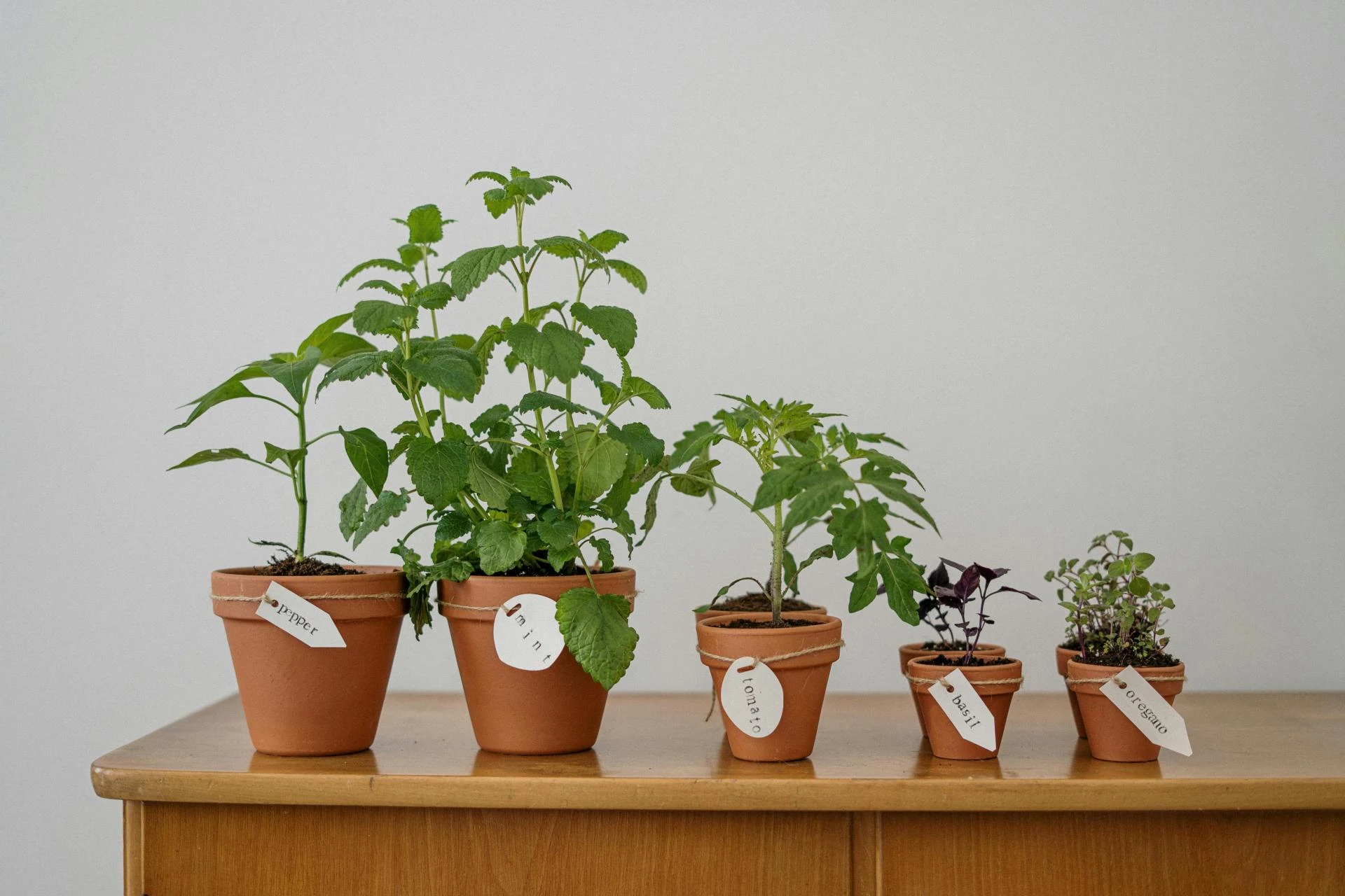 The Best Worm Composters of 2024: Who Claims the Top Spot?