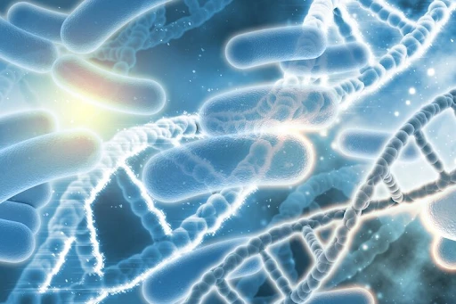 How Long Does it Take Probiotic to Work