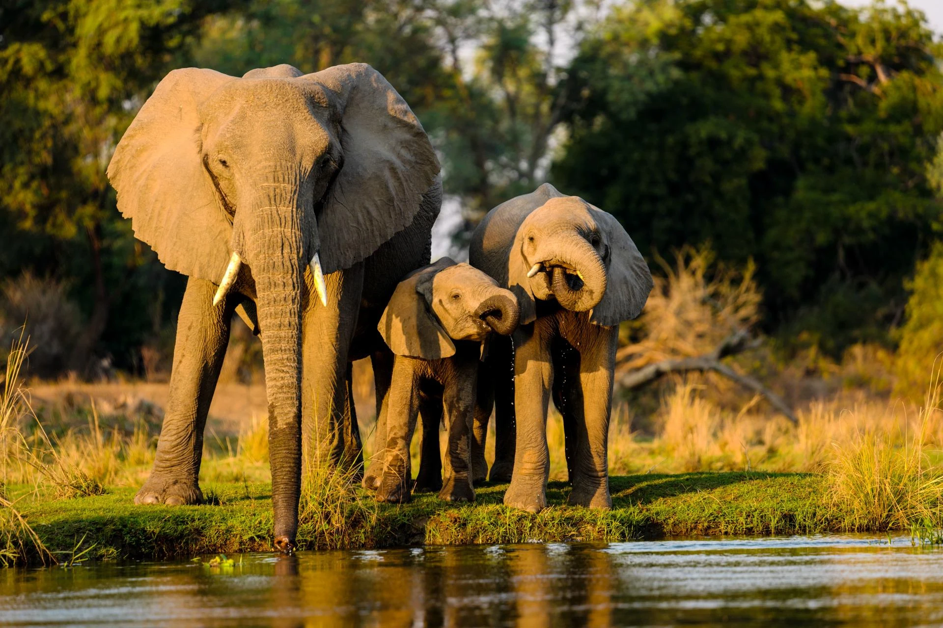 Kenya Tour Packages from Dubai – Explore the Wild with TravTips