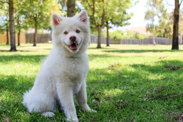 Essential Tips for New Dog Owners: What You Need to Know