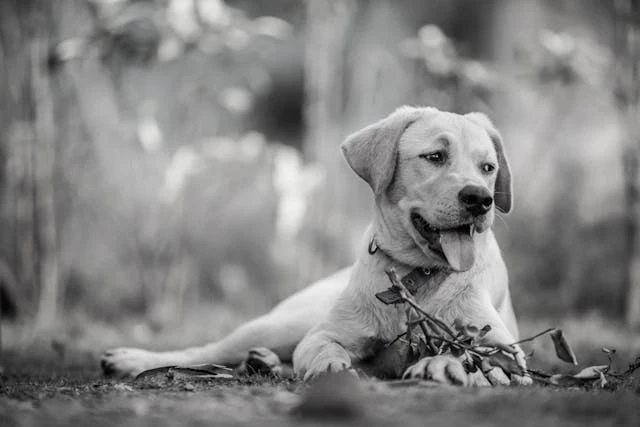 5 Tips to Keep Your Home Calm and Happy with Pets 