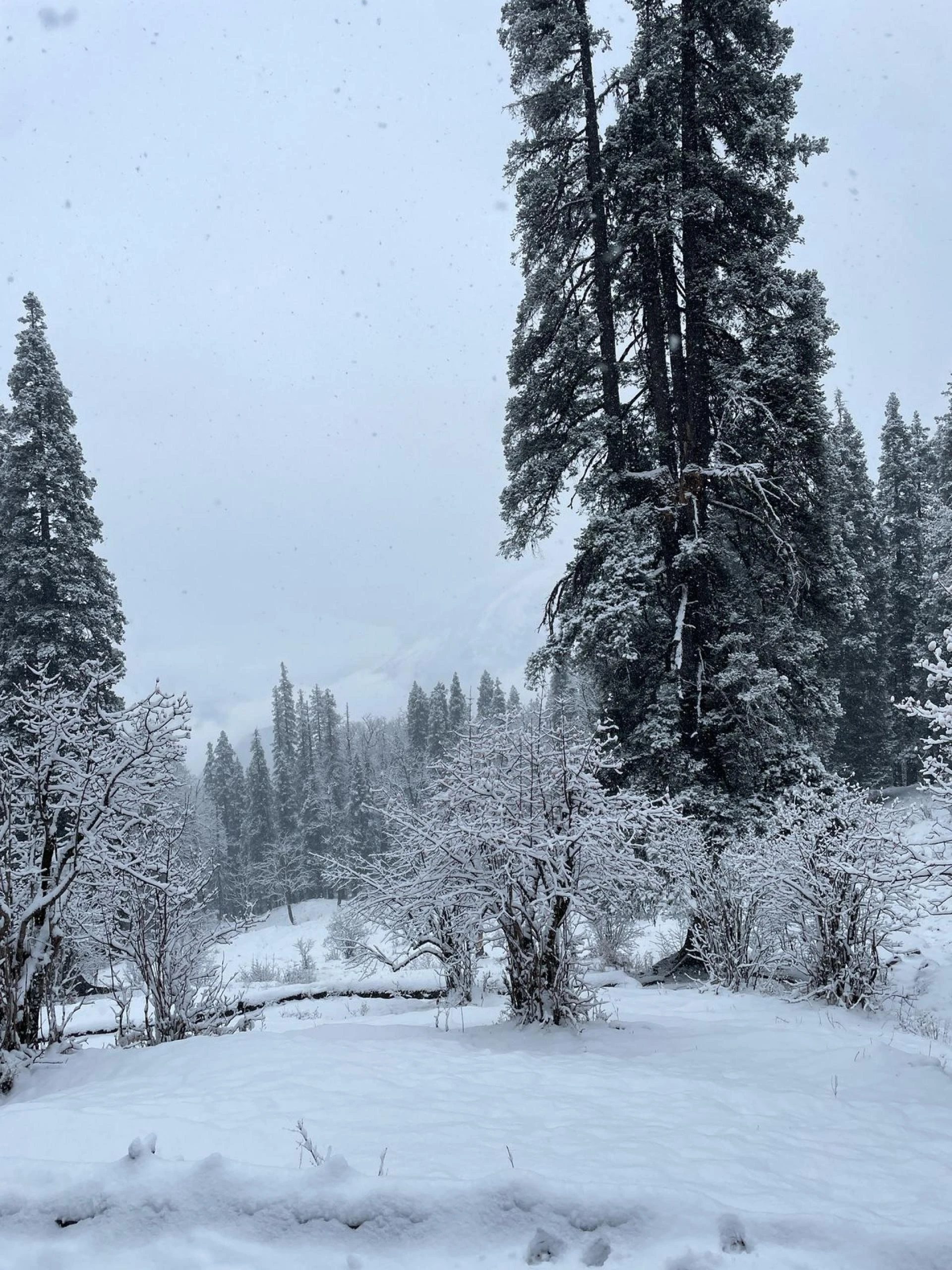 Draft: My Post TitleKedarkantha Trek – The Quintessential Winter Wonderland Trek with TrekYaari