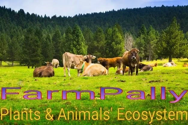 FarmPally hints at the Top Wild Animals in the Amazon Rainforest