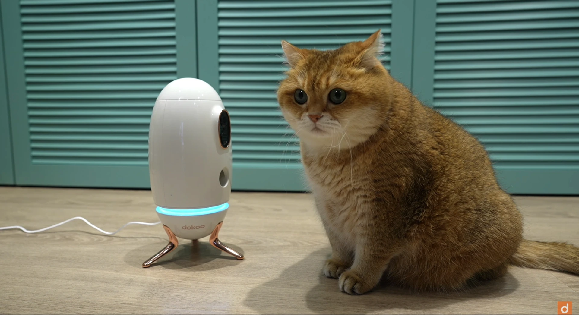 Dokoo Dog Camera takes you into the joyful world of your furry pets
