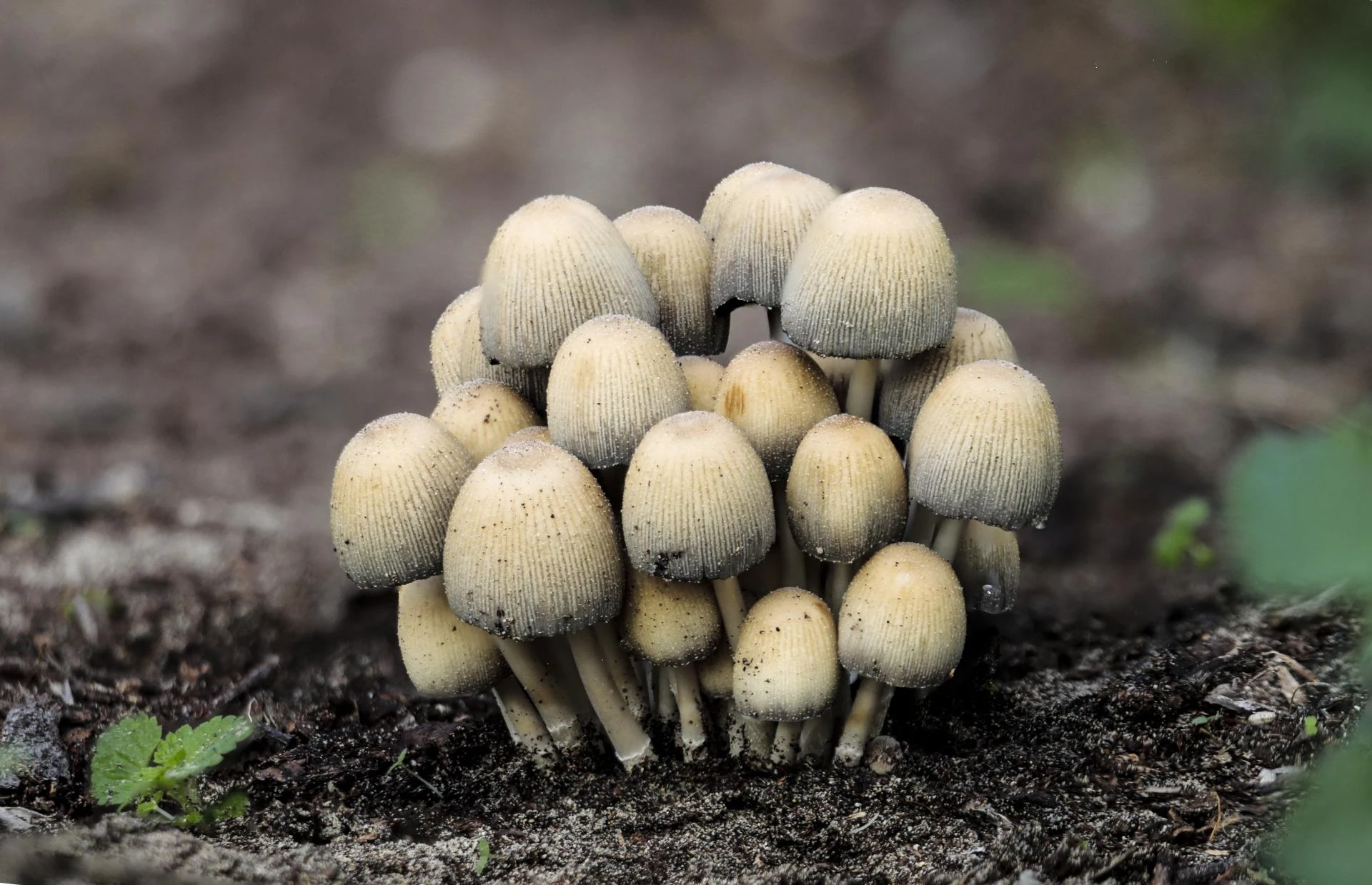 From Bed to Bowl: All You Need to Know About Mushroom Bed Preparation and Fresh Mushroom in Ernakulam